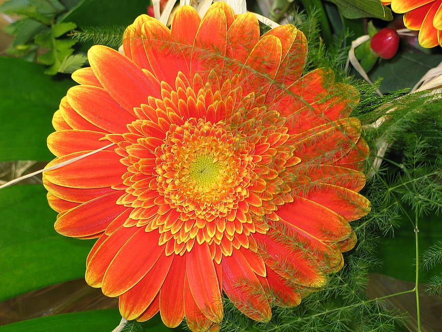macro photography of orange Gerbera flower, blossom, bloom HD wallpaper