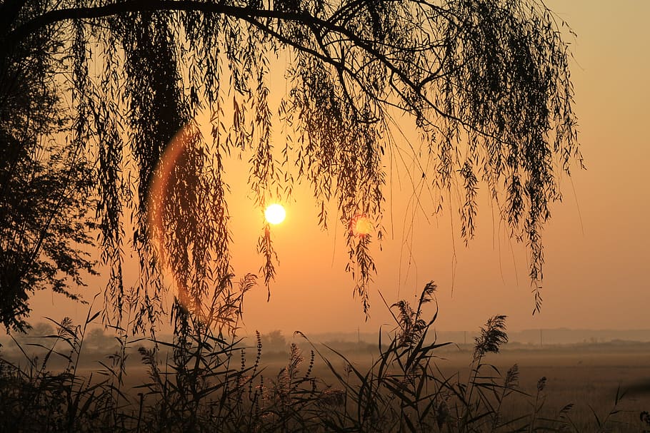 Sunrise, Willow, Aperture, sunset, nature, tree, scenics, outdoors HD wallpaper