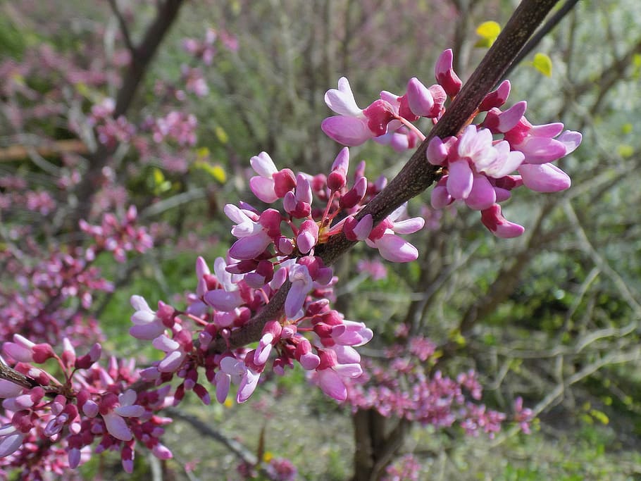 shallow focus photo of pink flowers, spring, bloom, nature HD wallpaper