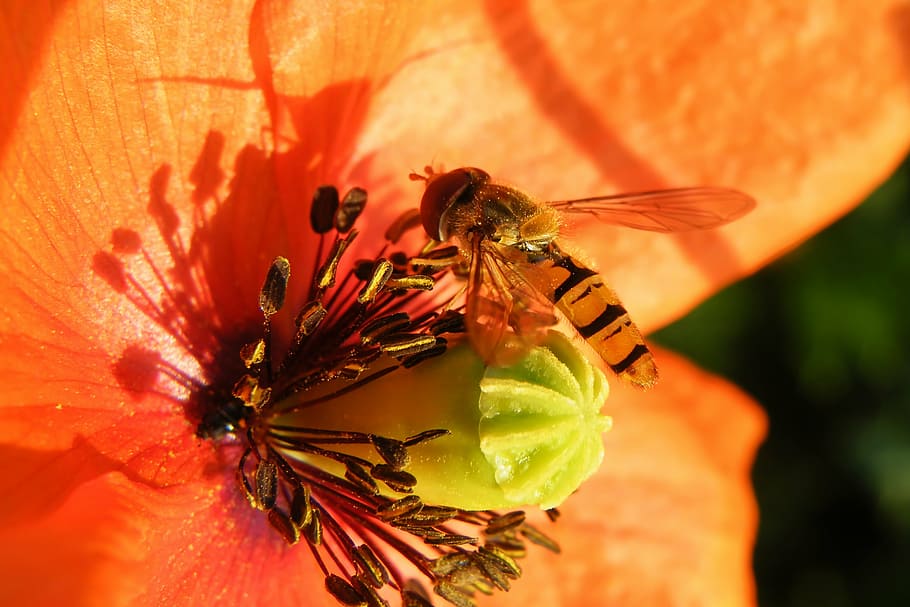 blossom, bloom, red, bee, insect, animal themes, one animal HD wallpaper