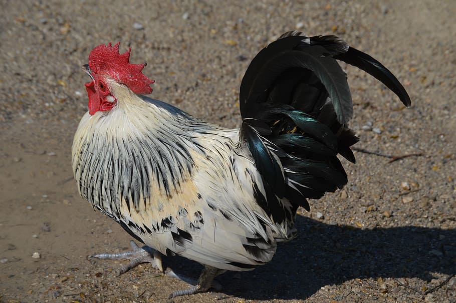 Hahn, Feather, Comb, Bird, Gockel, poultry, chicken - bird HD wallpaper
