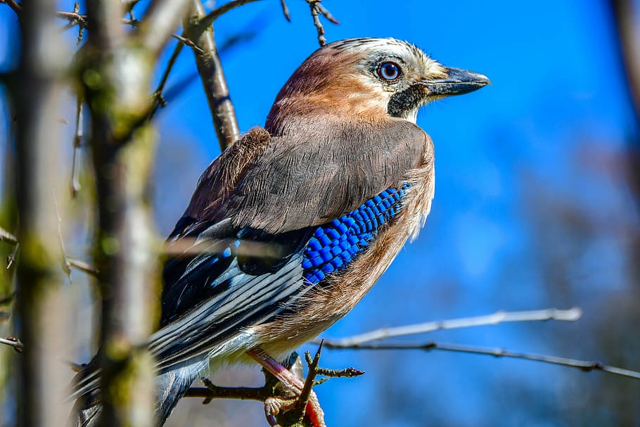 Geai des Chêne, bird standing on tree, blue feather, blu esky