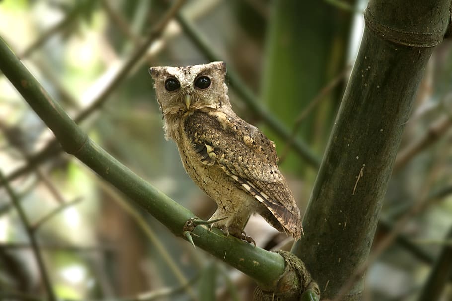 bird, mother, needs, tree, mom, father, family, dad, owl, kids HD wallpaper