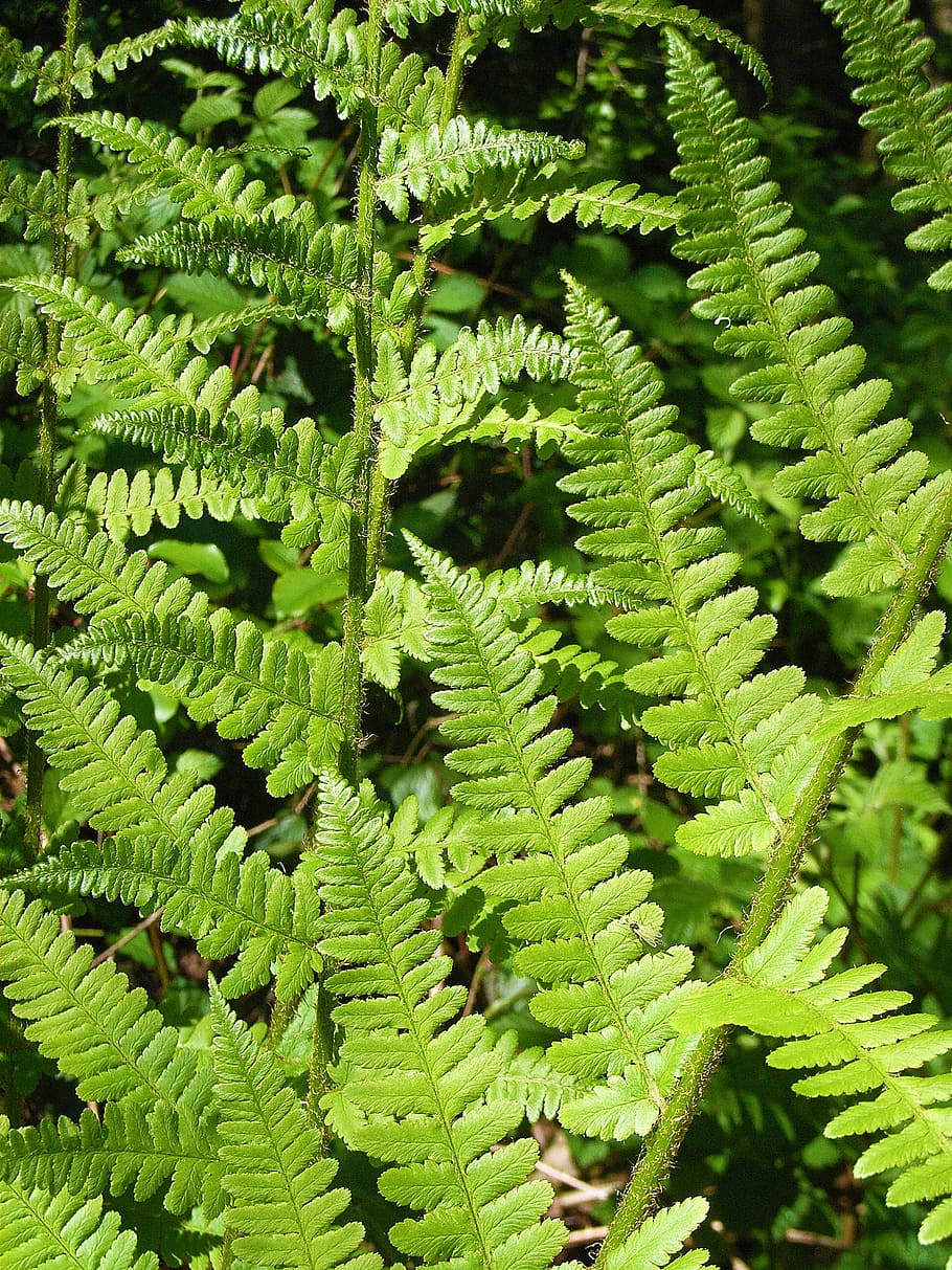 green leaves plant, fern, forest, ground, frisch, bush, nature HD wallpaper