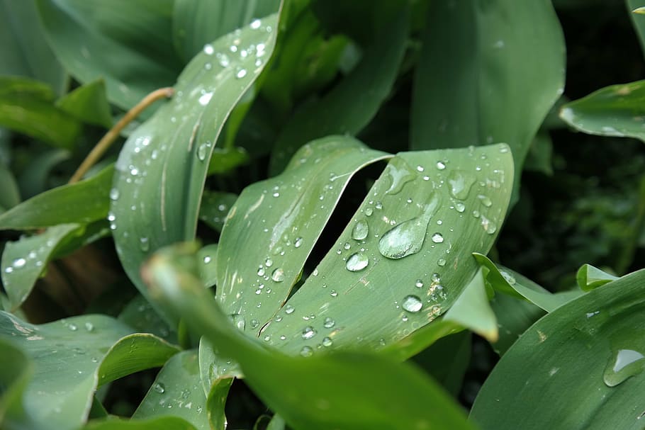 bloom, flowers, sheet, leaves, drops, raindrops, green, partly cloudy HD wallpaper