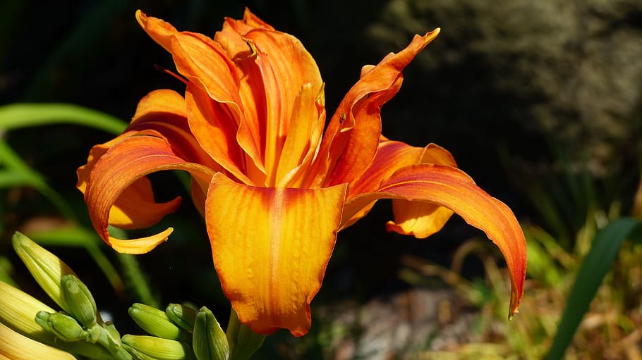 lily, blossom, bloom, blossomed, orange, open, flower, flowering plant HD wallpaper