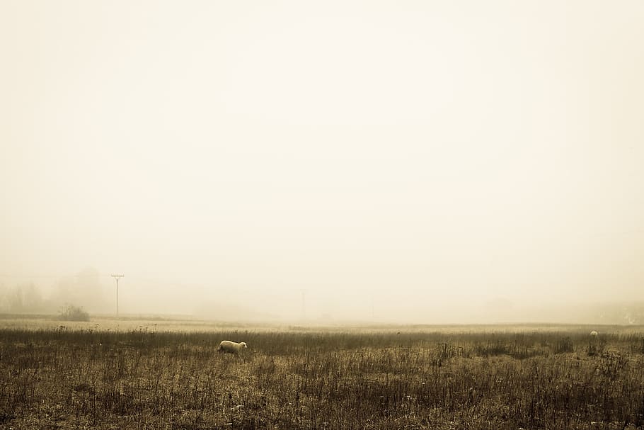 fields, grass, rural, country, animals, sheep, farm, fog, environment HD wallpaper
