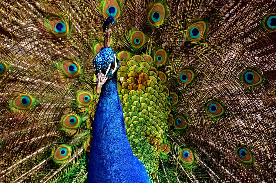 shallow focus of blue and green peacock, bird, colorful, poultry, HD wallpaper