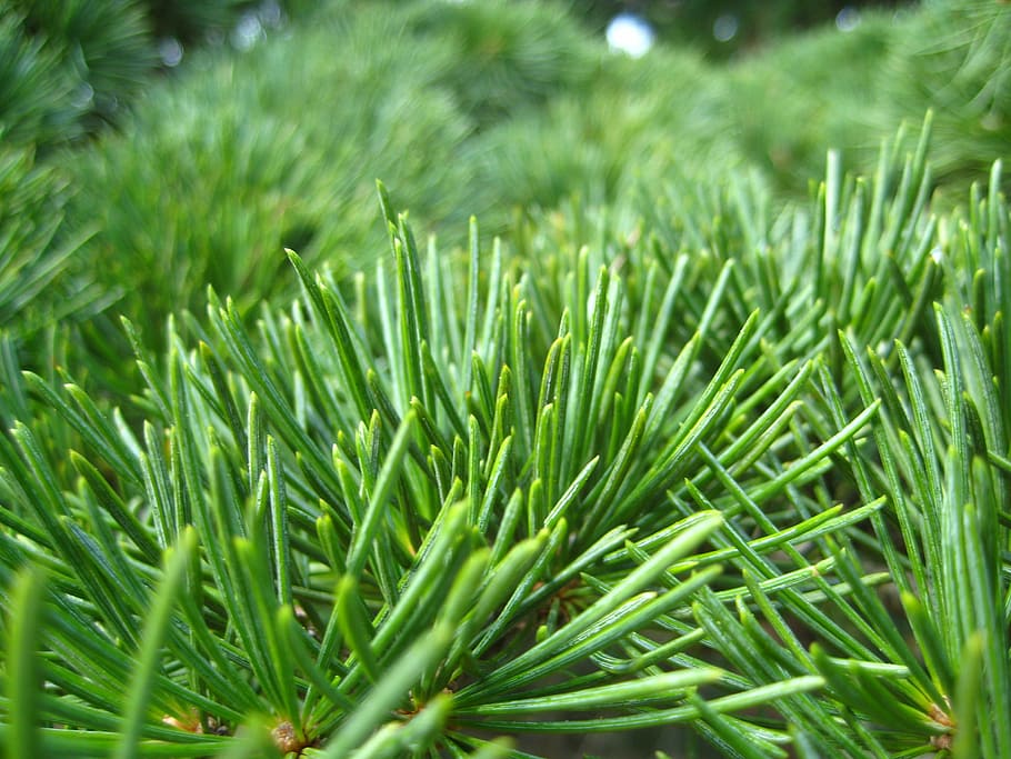 needles, pine, green, tree, wood, forest, nature, evergreen HD wallpaper