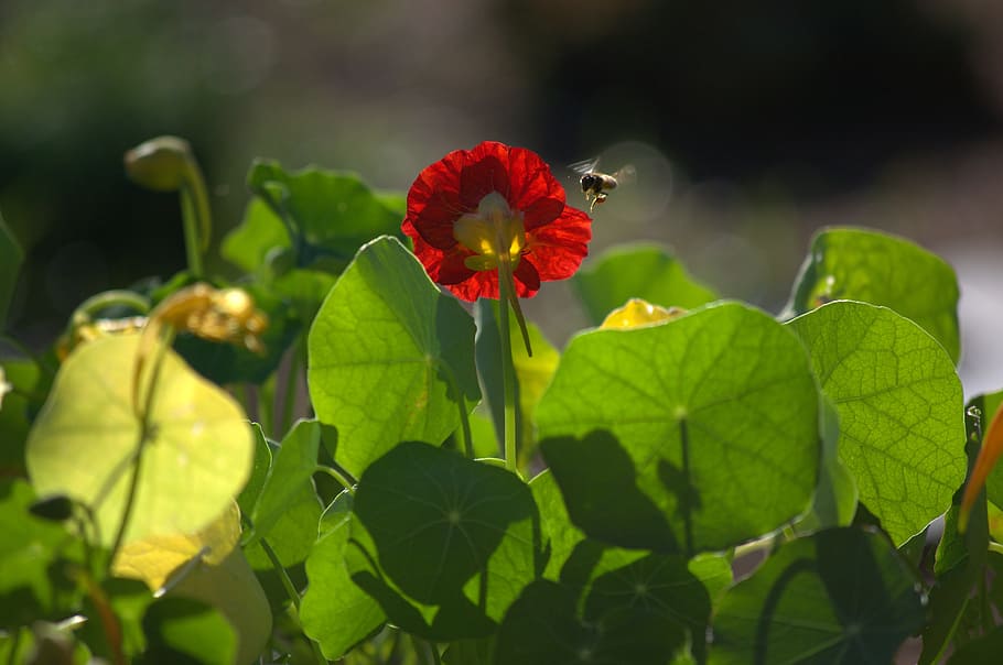 Bee, Bright, Flower, Sunlight, bright flower, nature, leaf HD wallpaper