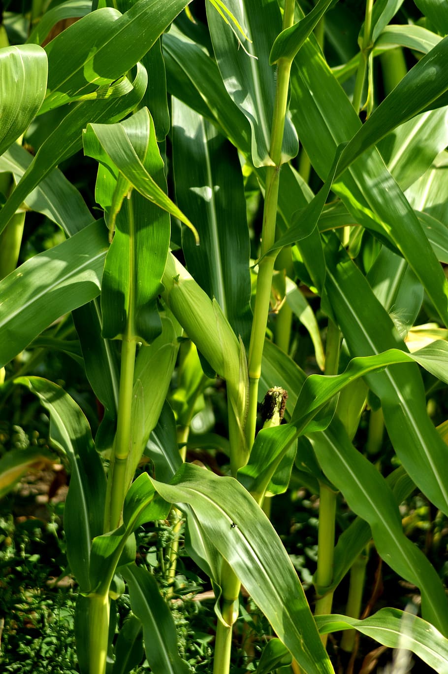 corn, organic, vegetable, agriculture, vegetarian, nature, green HD wallpaper
