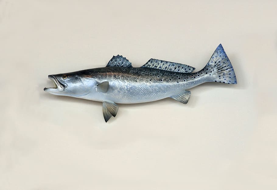 blue and black fish, saltwater, sea trout, fishing, mounted, taxidermy