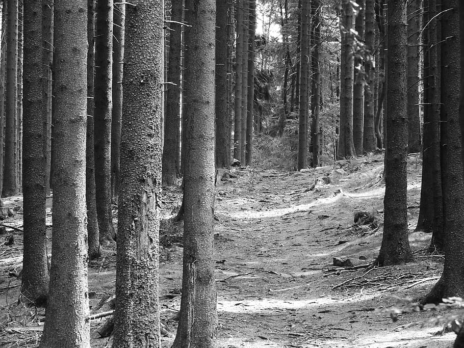 forest, conifers, spruce, forest road, tribes, nature, tree HD wallpaper