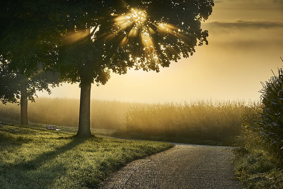 forest under the sunrise, fog, autumn, mood, landscape, tree, HD wallpaper