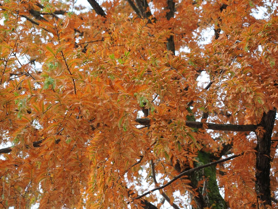 mimosa, ornamental, fall color, leaves, tree, mimosa pudica, HD wallpaper