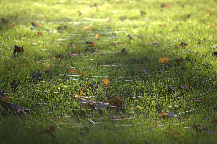 grass, light, leaves, nature, green, plant, field, lush, environment HD wallpaper