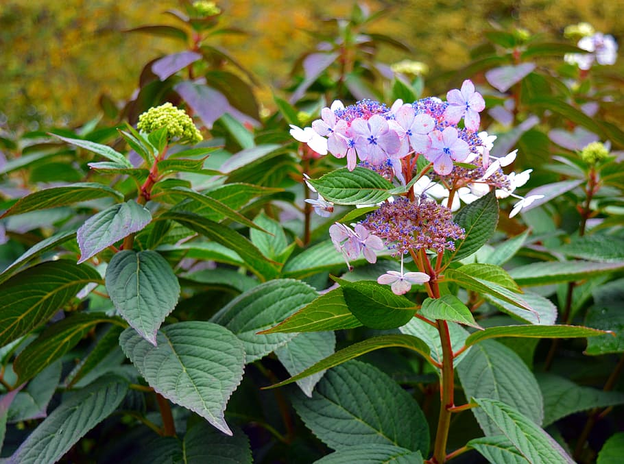 Hydrangea, Bush, Flowers, Pink, Plant, close, ornamental shrub HD wallpaper