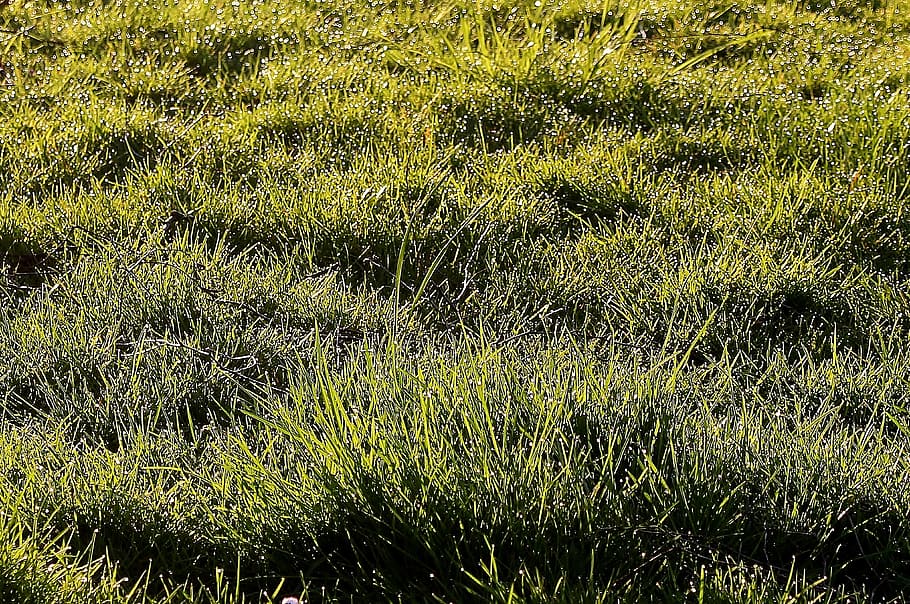 meadow, grass, morgentau, dewdrop, drops of morning dew, beads HD wallpaper