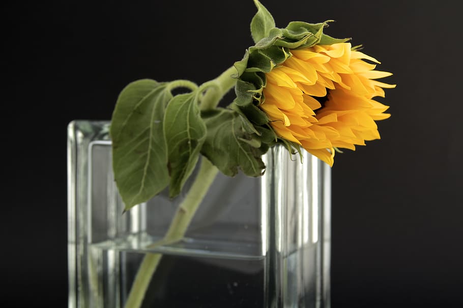 Sunflower in Clear Glass Vase With Water, bloom, close-up, decoration HD wallpaper