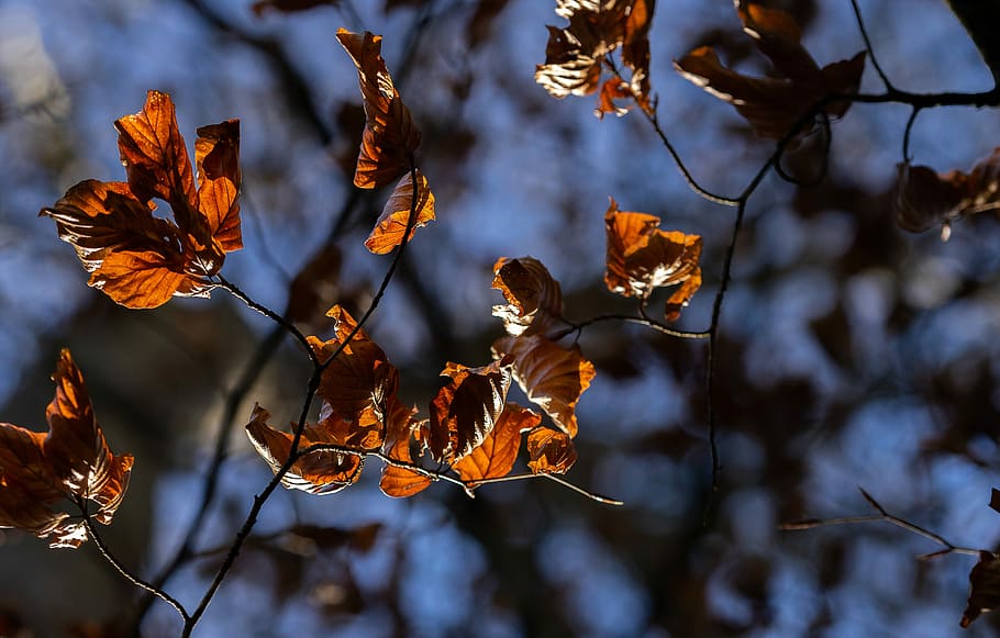 autumn, season, tree, leaf, nature, plant, wood, bright, schönwetter HD wallpaper