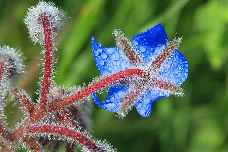 borage, flowers, field, nature, plant, close-up, leaf, plant part HD wallpaper
