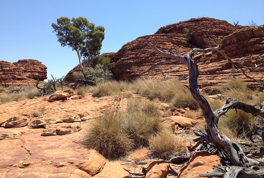bare tree on desert at daytime, outback, nature, australia, australian, HD wallpaper