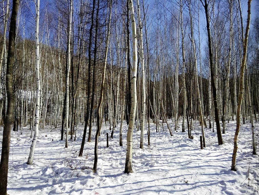 harbin, woods, snow, tree, cold temperature, winter, plant HD wallpaper