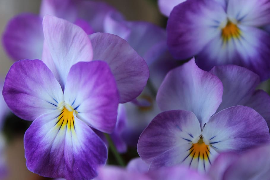 violet, flower, spring, viola, blossom, bloom, pansy, violet plant HD wallpaper