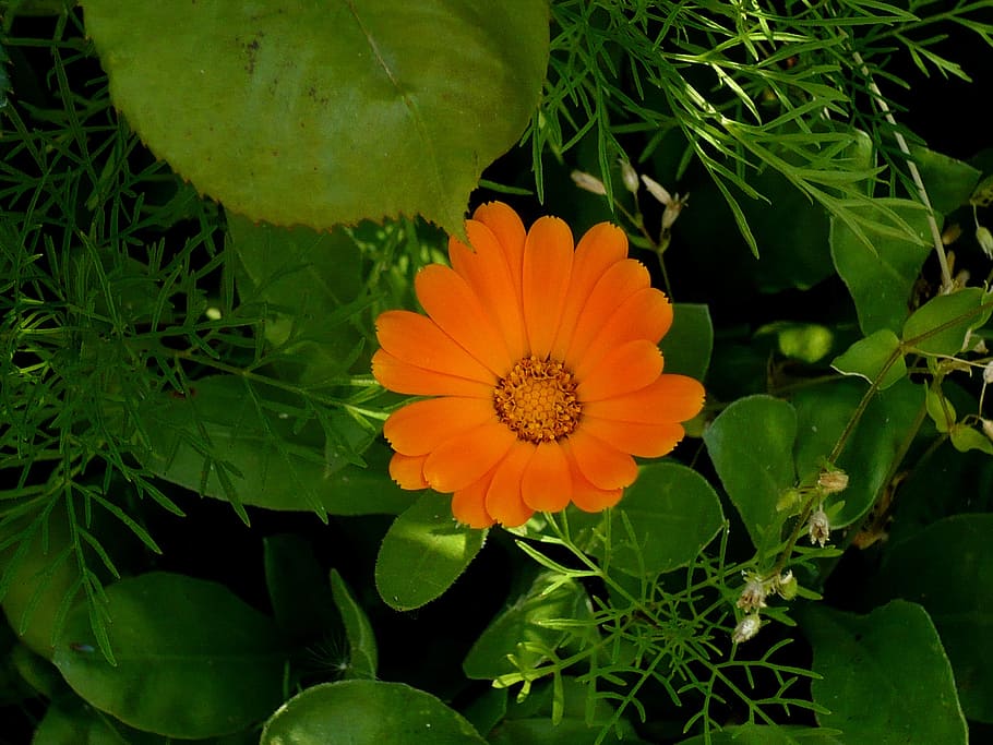 flower, orange, green, different, leaves, plant, flowering plant HD wallpaper