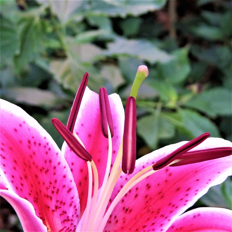 HD wallpaper: pink and purple flower, bloom, green, lilly, pink color ...