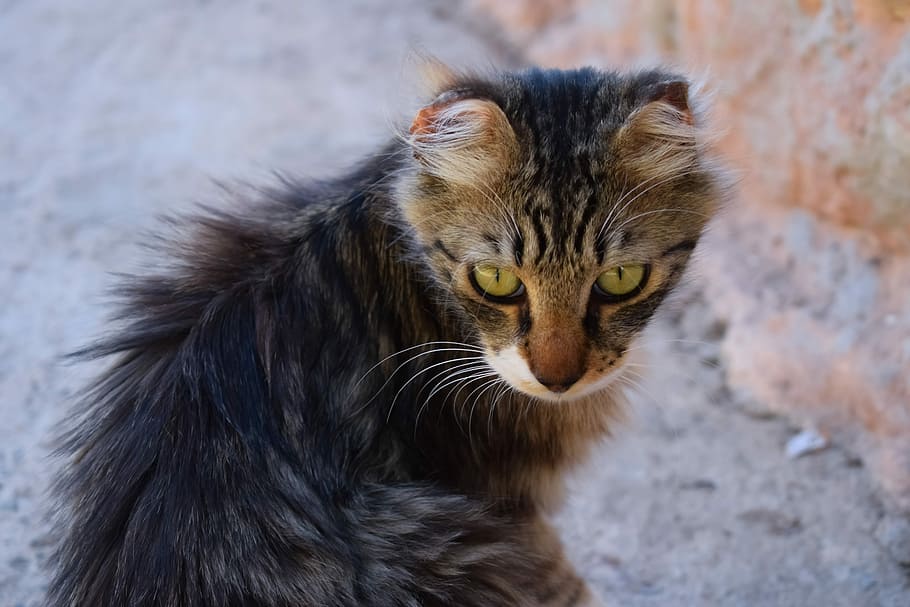 Cat, Stray, Eyes, Homeless, looking, street, young, dirty, animal HD wallpaper