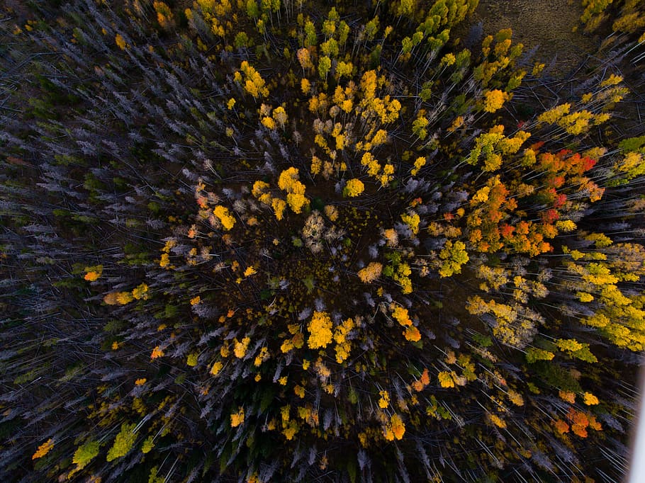 aerial view of forest, birds eye photography of yellow flowers HD wallpaper