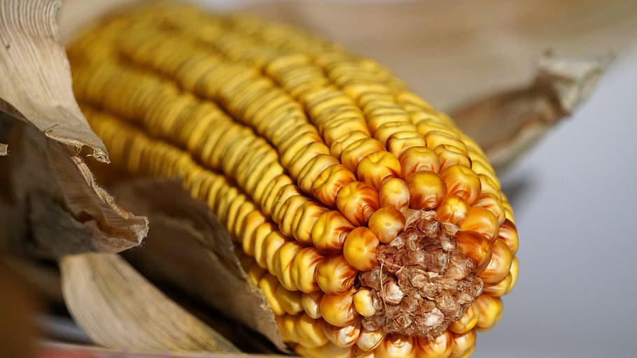 Corn On The Cob, Autumn, vegetables, harvest, corn kernels HD wallpaper