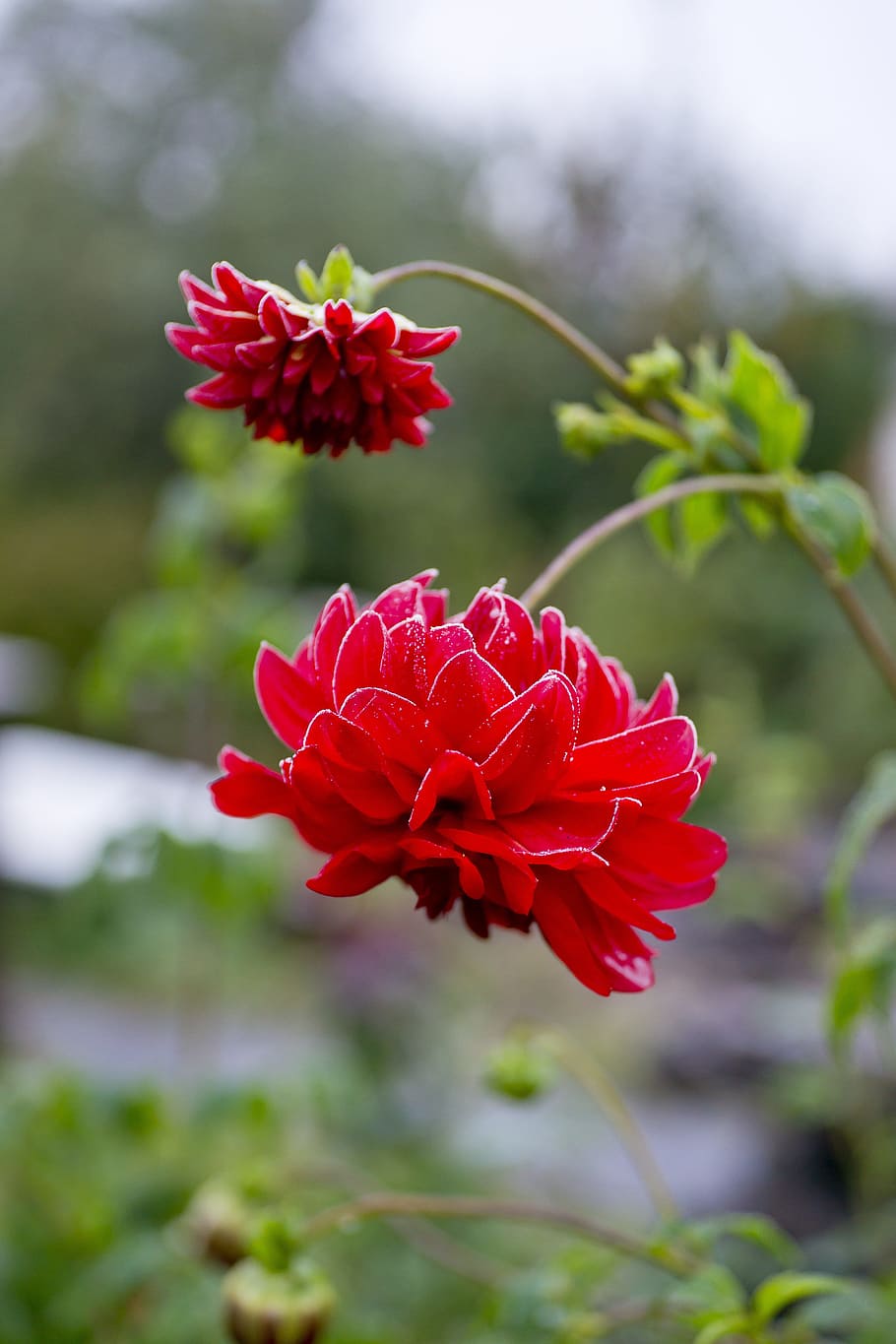 leann, flower, two, dahlia, nature, red, autumn, garden, plant HD wallpaper