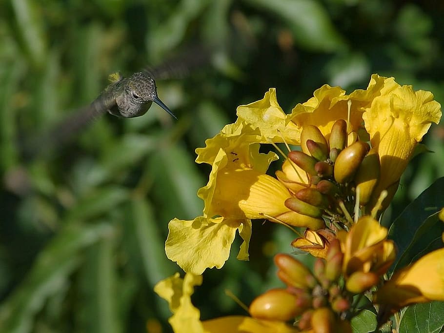 hummingbird, flower nectar, drink, flying, float, wing, flutter HD wallpaper