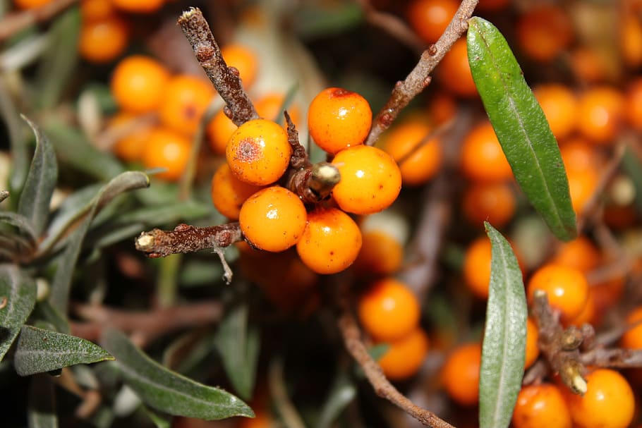 Berry, Orange, Berries, autumn, orange berries, sea-buckthorn, HD wallpaper