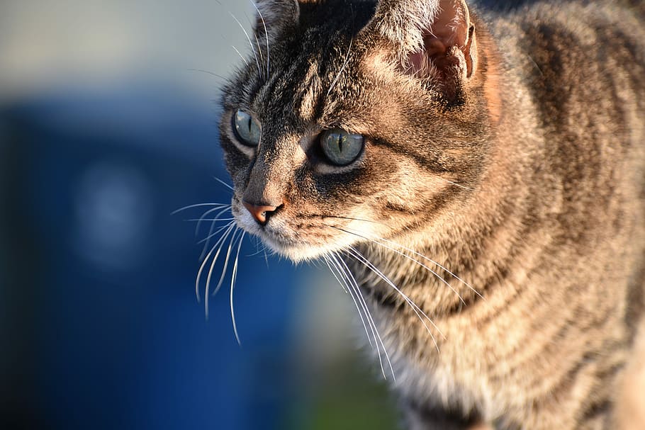 cat, grey, gray, eye liner, whiskers, cute, stripes, blue, animal themes HD wallpaper