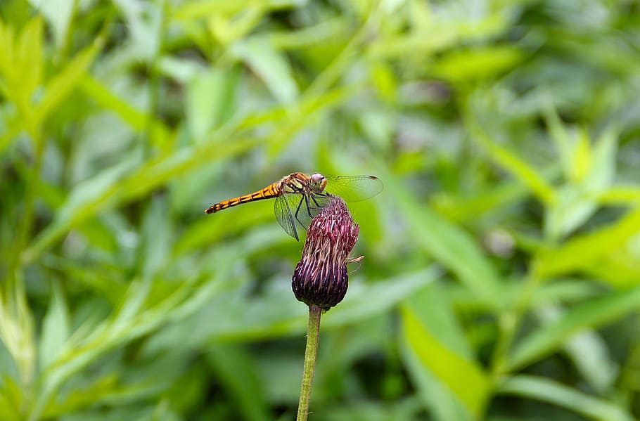 dragonfly, note thistle, oze, plant, animal themes, animal wildlife HD wallpaper