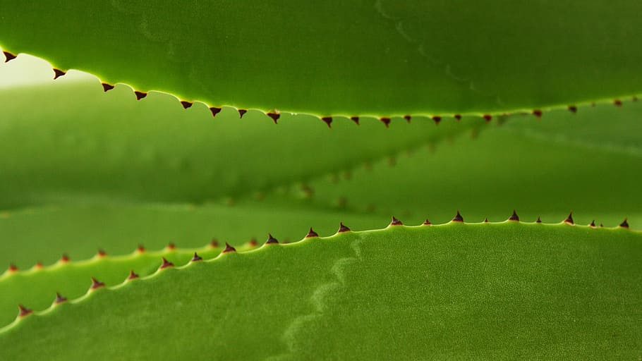 Leaf, Thorn, Nature, Plant, Natural, leaves, garden, green HD wallpaper