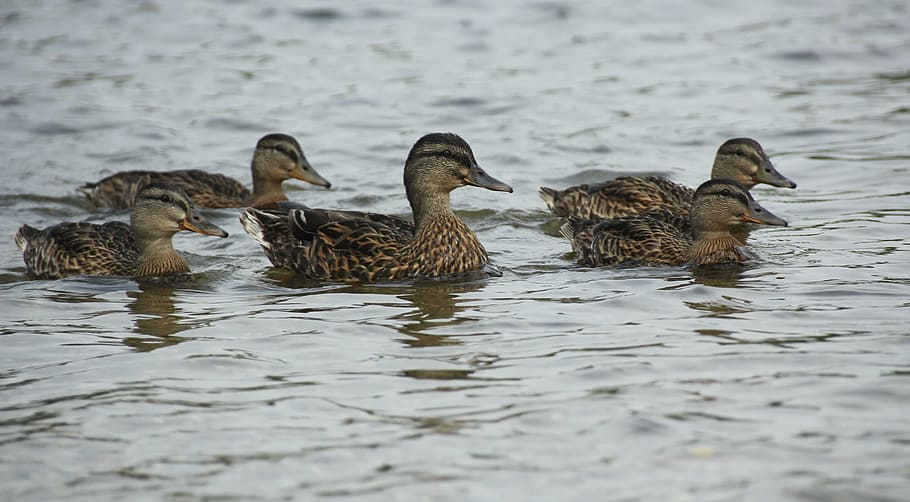 ducks, waterfowl, mallards, bird, brown, lake, female, swim HD wallpaper