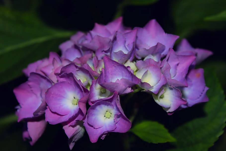 hydrangea, violet, petals, flower, flowering plant, close-up HD wallpaper