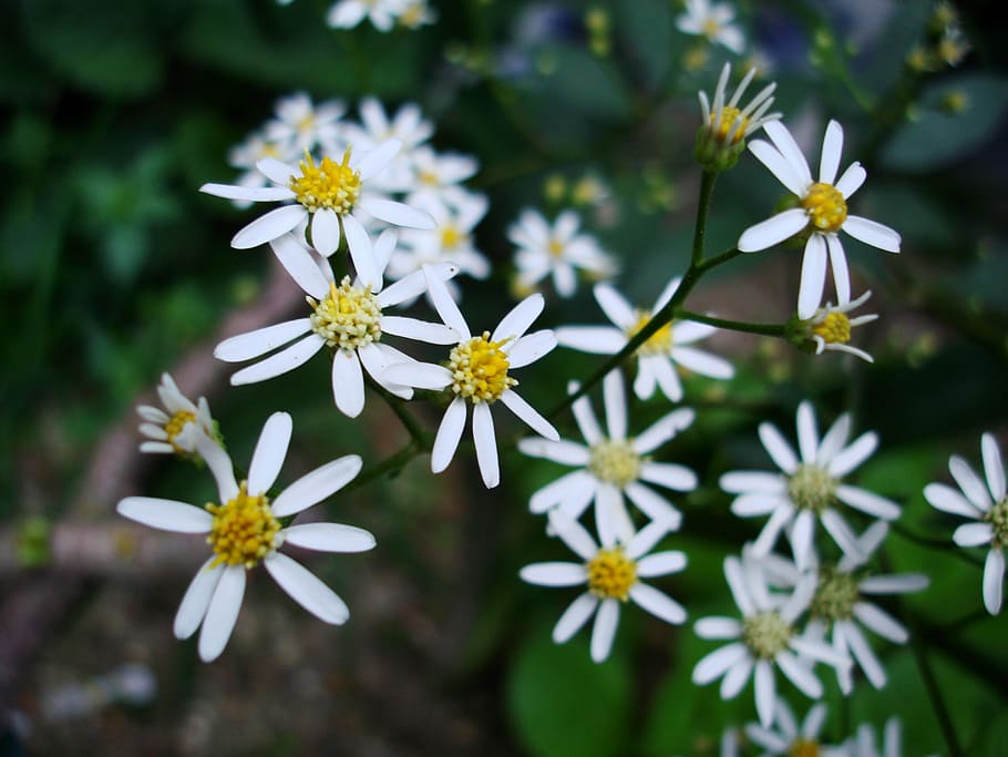 white, flowers, spring, flowering plant, freshness, fragility HD wallpaper