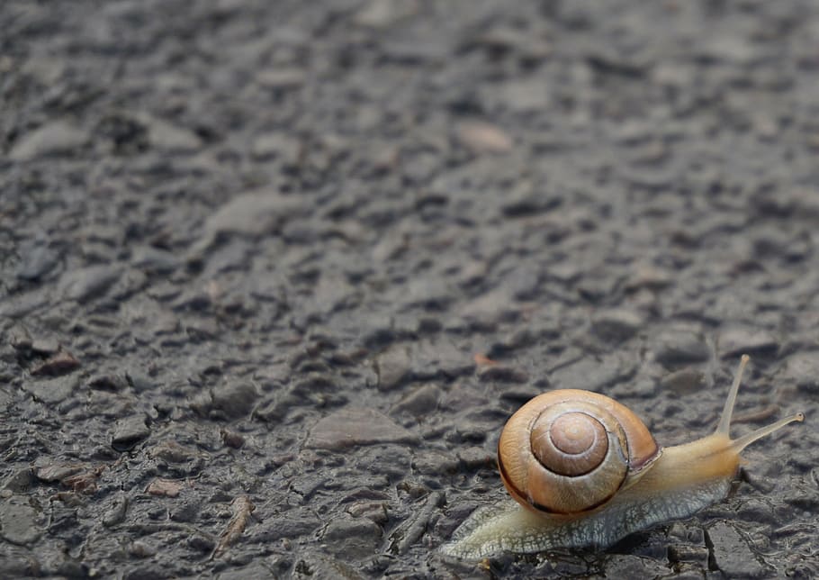 snail, shell, crawl, mollusk, close, slowly, nature, animal HD wallpaper