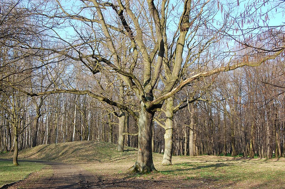 tree, spring, march, park, plant, land, bare tree, tranquility HD wallpaper