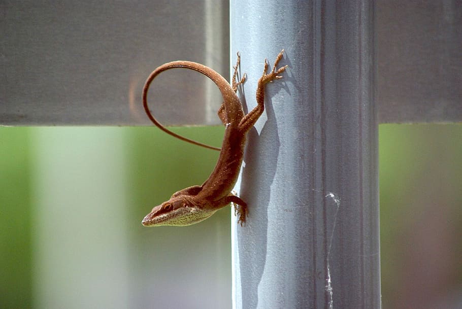 Lizard, Nature, Reptile, Wildlife, animal, vertebrate, reptilian HD wallpaper