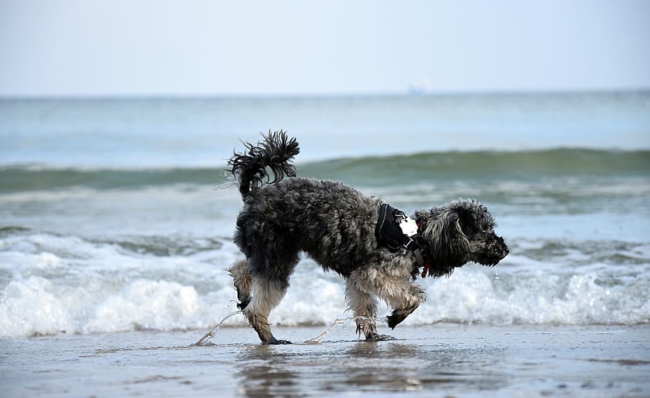 Water, Beach, Dog, Wave, Poodle, miniature poodle, sea, pets HD wallpaper