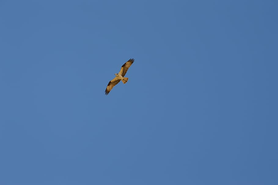 eagle, bird, flight, animal, flying, dom, nature, wild, sky HD wallpaper