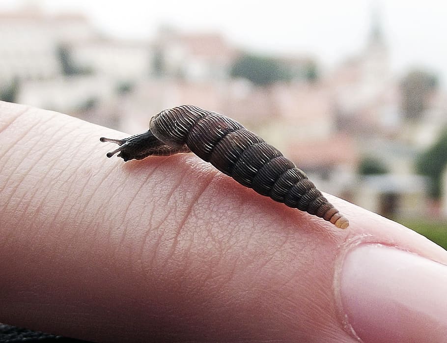 Worm, Finger, Invertebrate, human body part, human hand, one person HD wallpaper