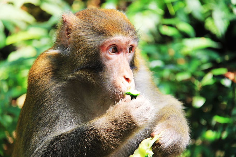 monkey, eat, interesting, primate, animal wildlife, animals in the wild HD wallpaper