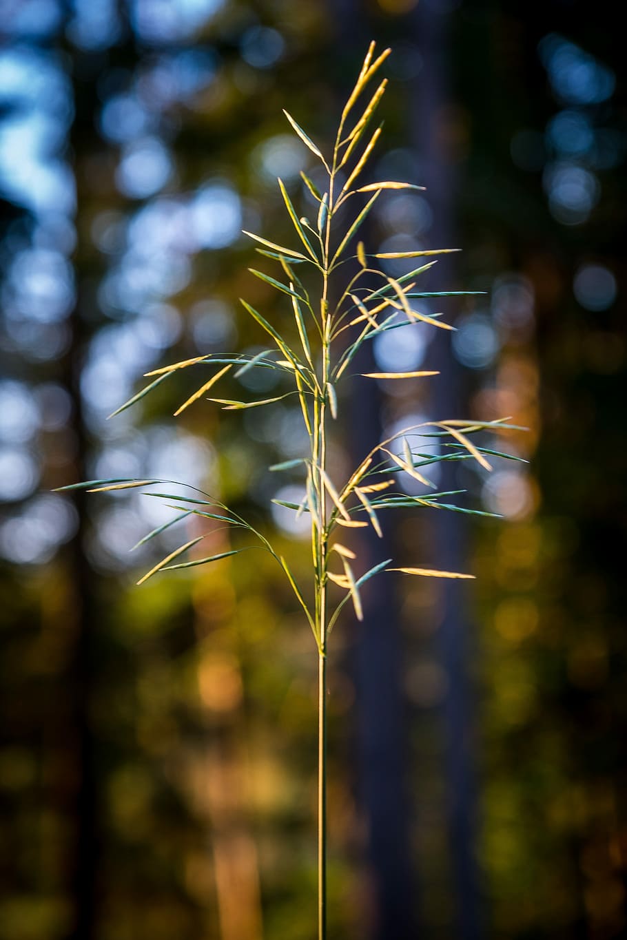 grass, ear, plant, spring, field, close, wild grasses, nature HD wallpaper